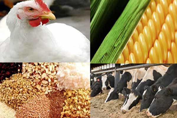 چرا خوراک دام و طیور دانیکا در مبارکه بهترین انتخاب است؟